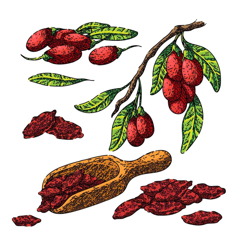 goji berry red set sketch hand drawn vector