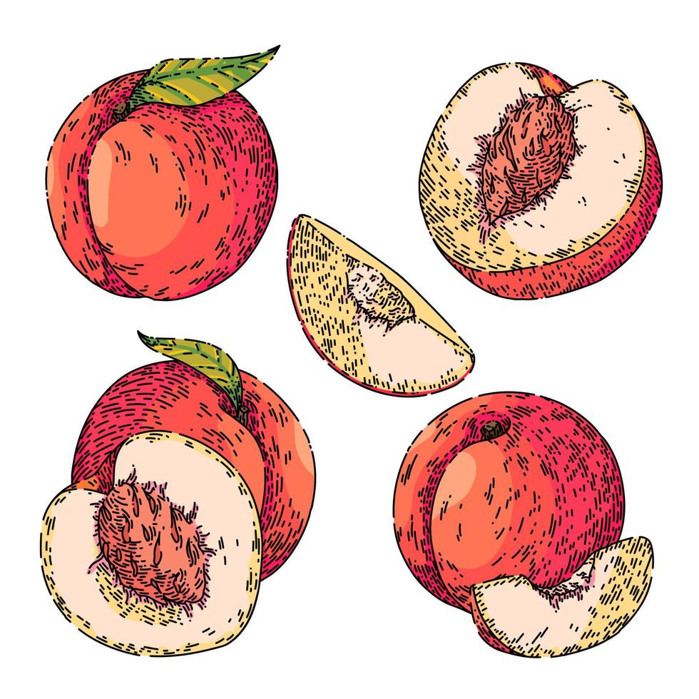 peach fruit set sketch hand drawn vector