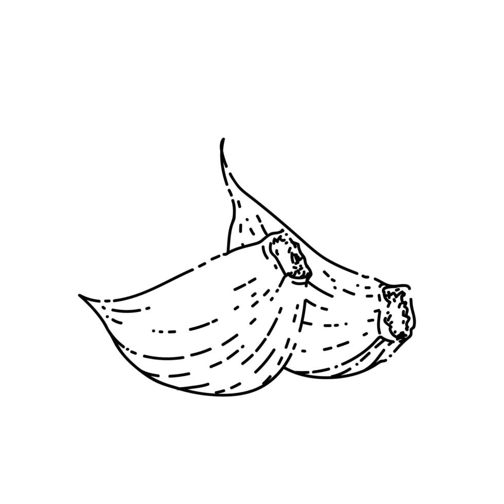 garlic cloves unpeeled sketch hand drawn vector