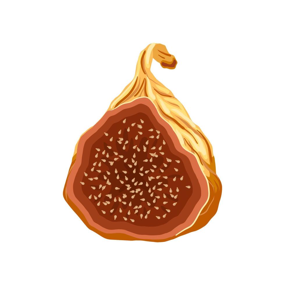 fig fruit dry cartoon vector illustration