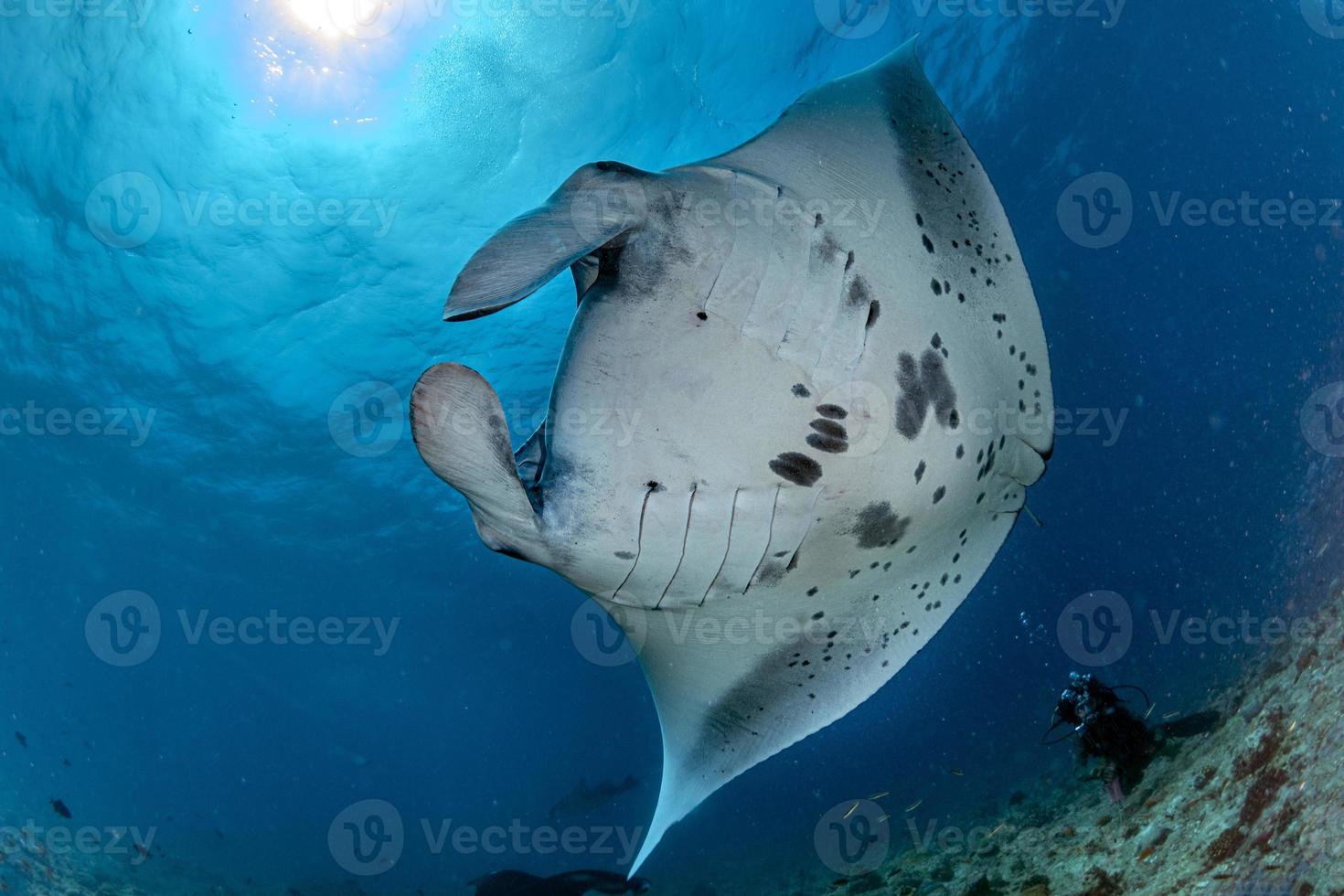 manta bajo el agua en el fondo del océano azul foto