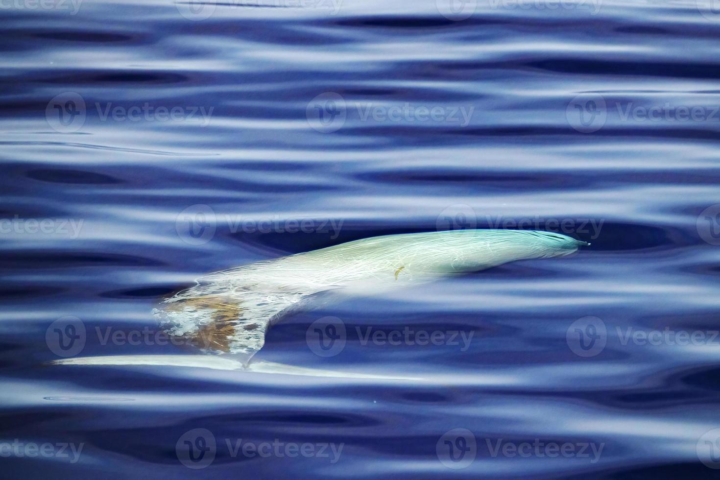 Cuvier Beaked Whale underwater near sea surface photo