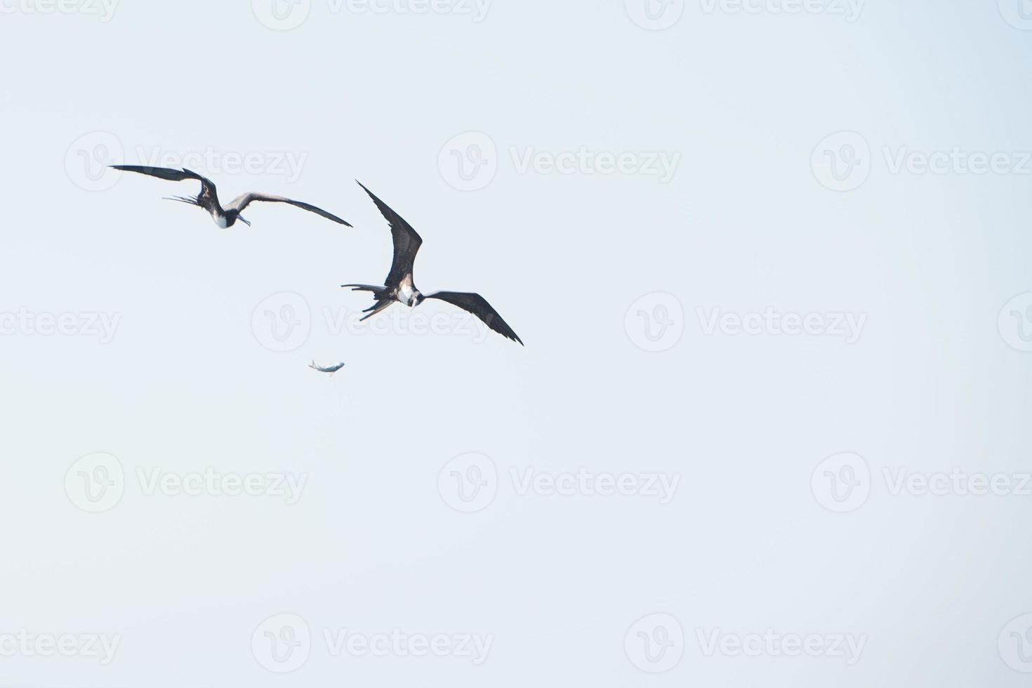 Frigate bird while fighting for a fish catch photo