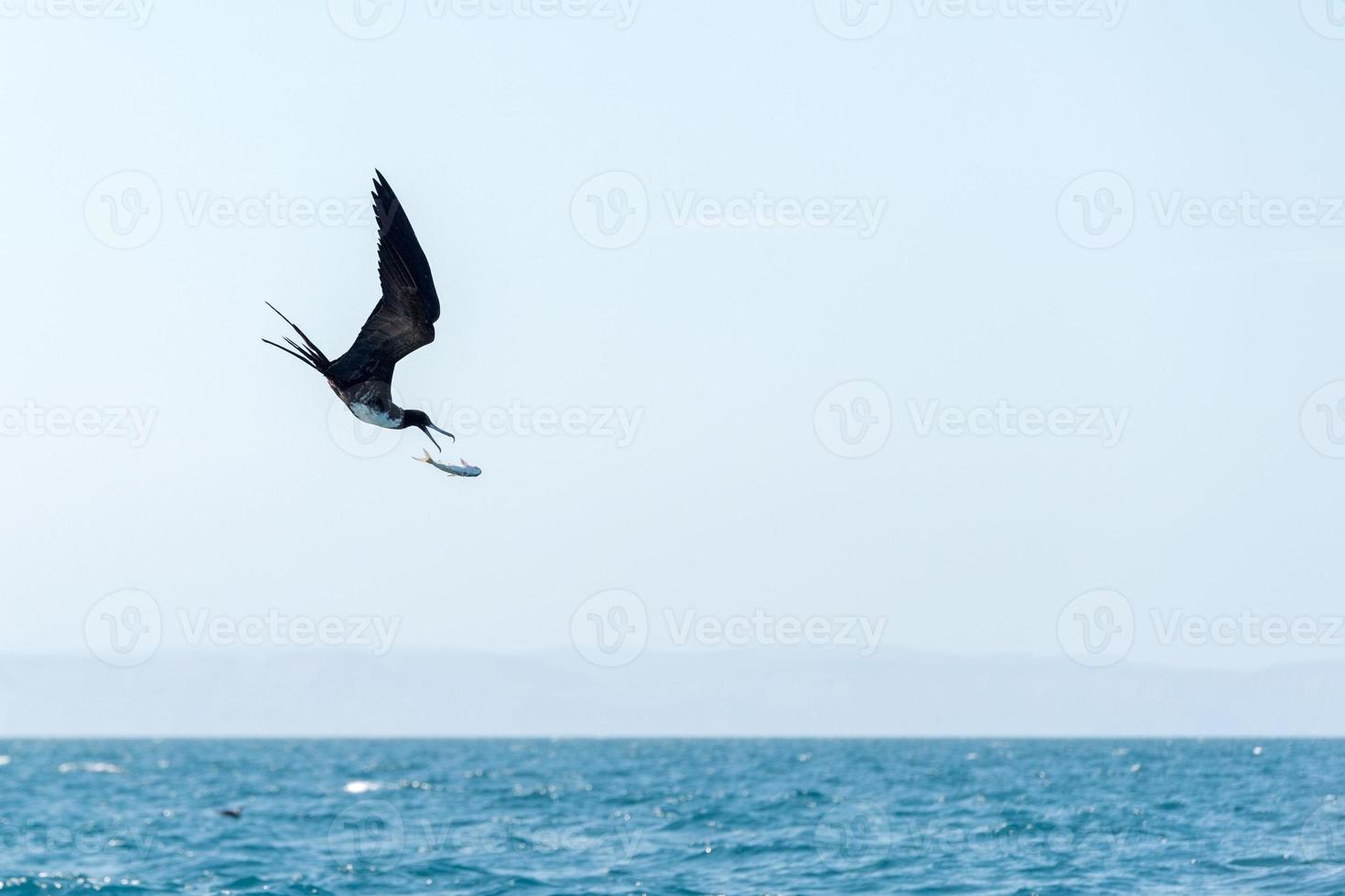 Frigate bird while fighting for a fish catch photo