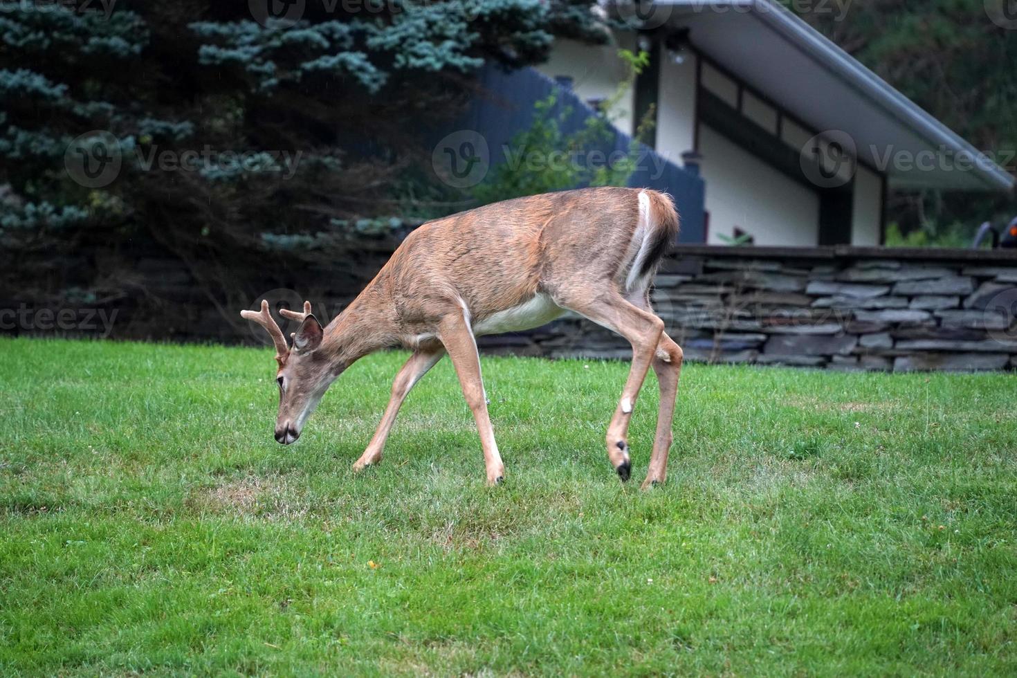 white tail deer portrait near the houses in new york state county countryside photo