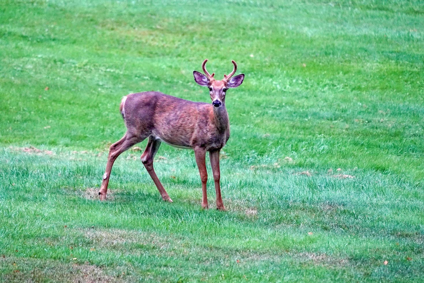 white tail deers near the houses in new york state county countryside photo