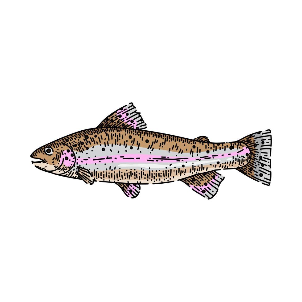 trout fish sketch hand drawn vector
