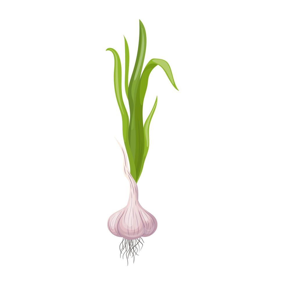 garlic bulb green stalk cartoon vector illustration