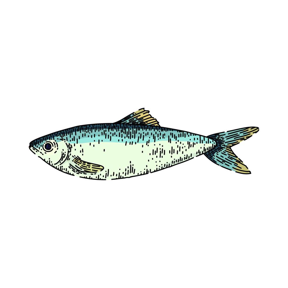 herring fish sketch hand drawn vector