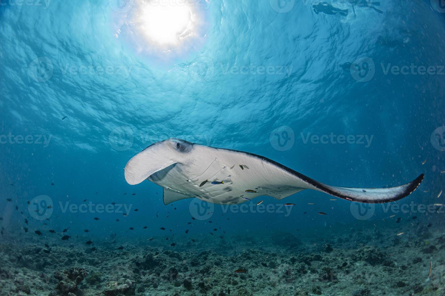 Manta underwater in the blue ocean background photo