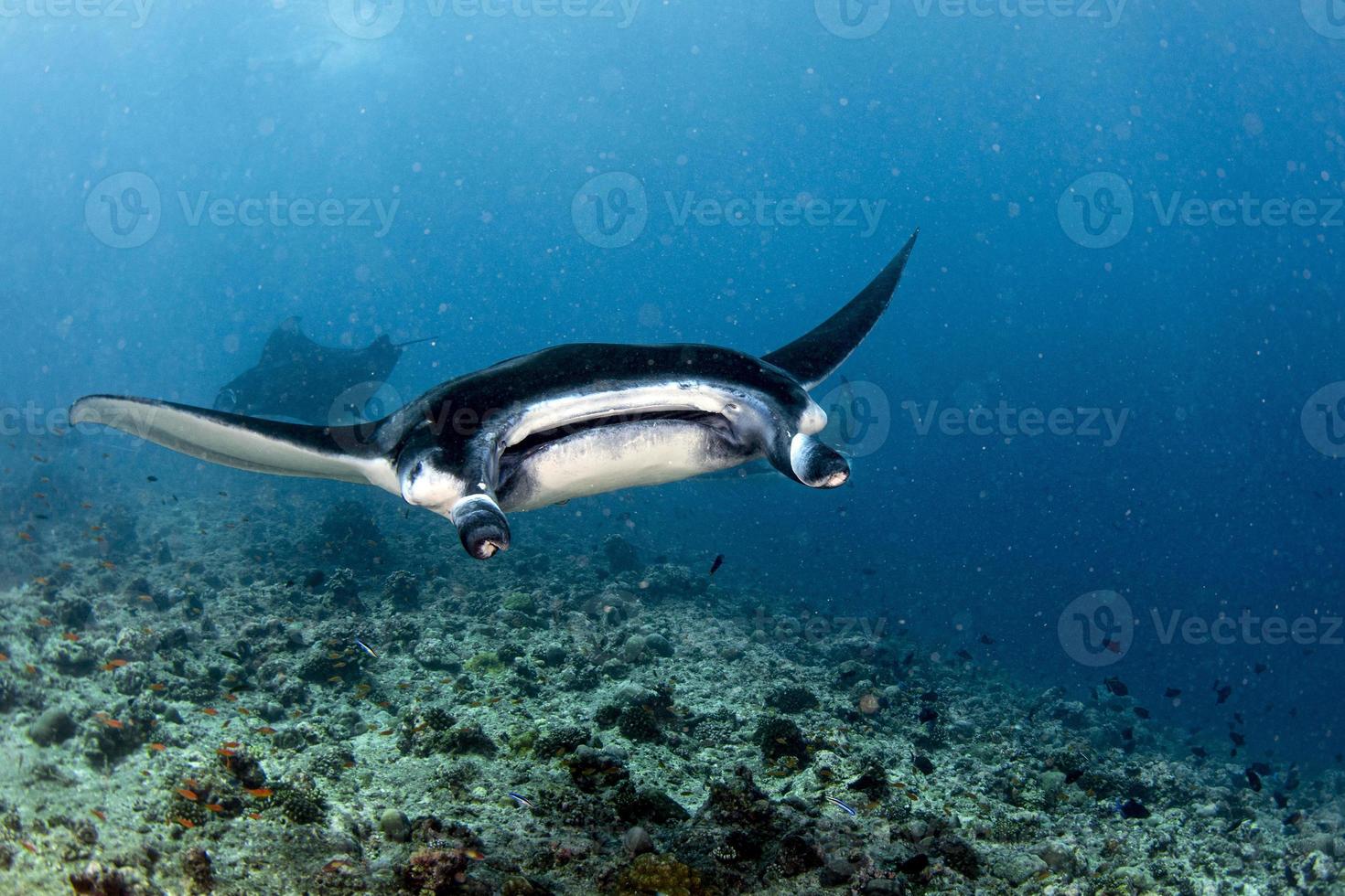 Manta underwater in the blue ocean background photo