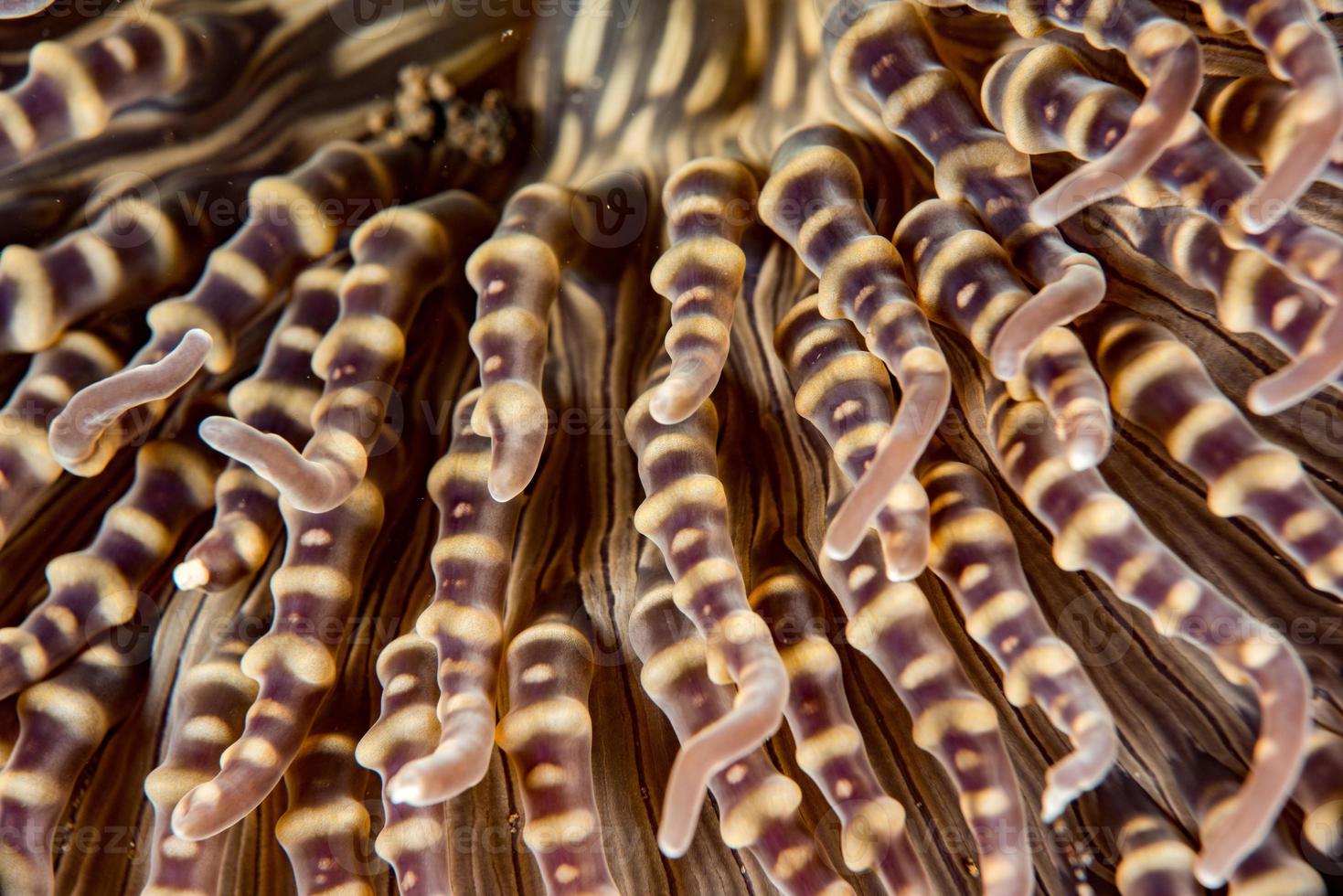 anemone tentacles detail close up macro view photo