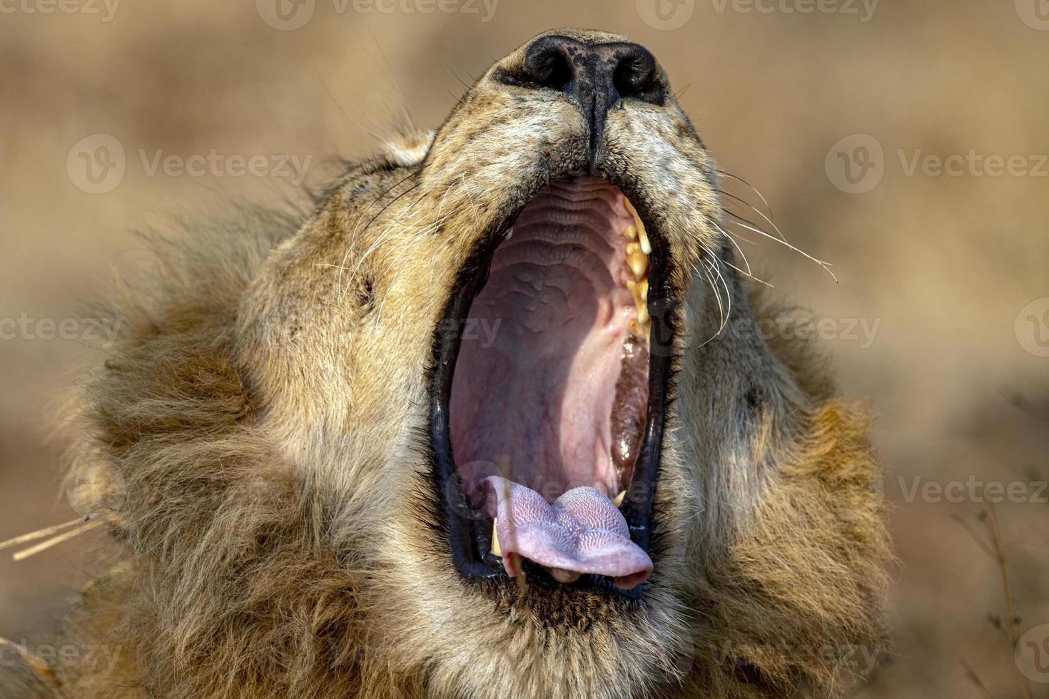 roaring male lion in kruger park south africa photo