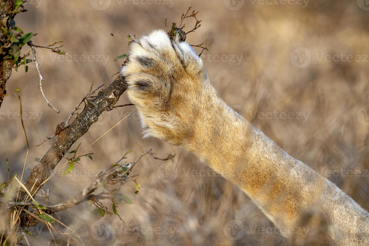 paw of male lion in kruger park south africa photo