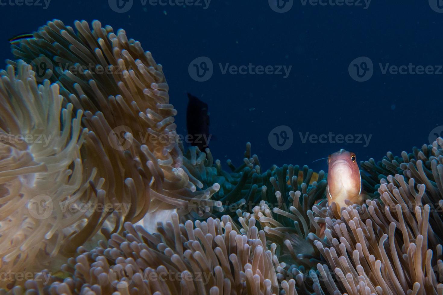 Clown fish inside red anemone in indonesia photo