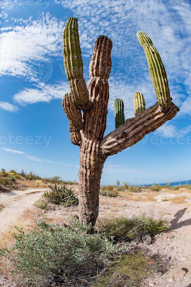 cactus gigante del desierto de california de cerca foto