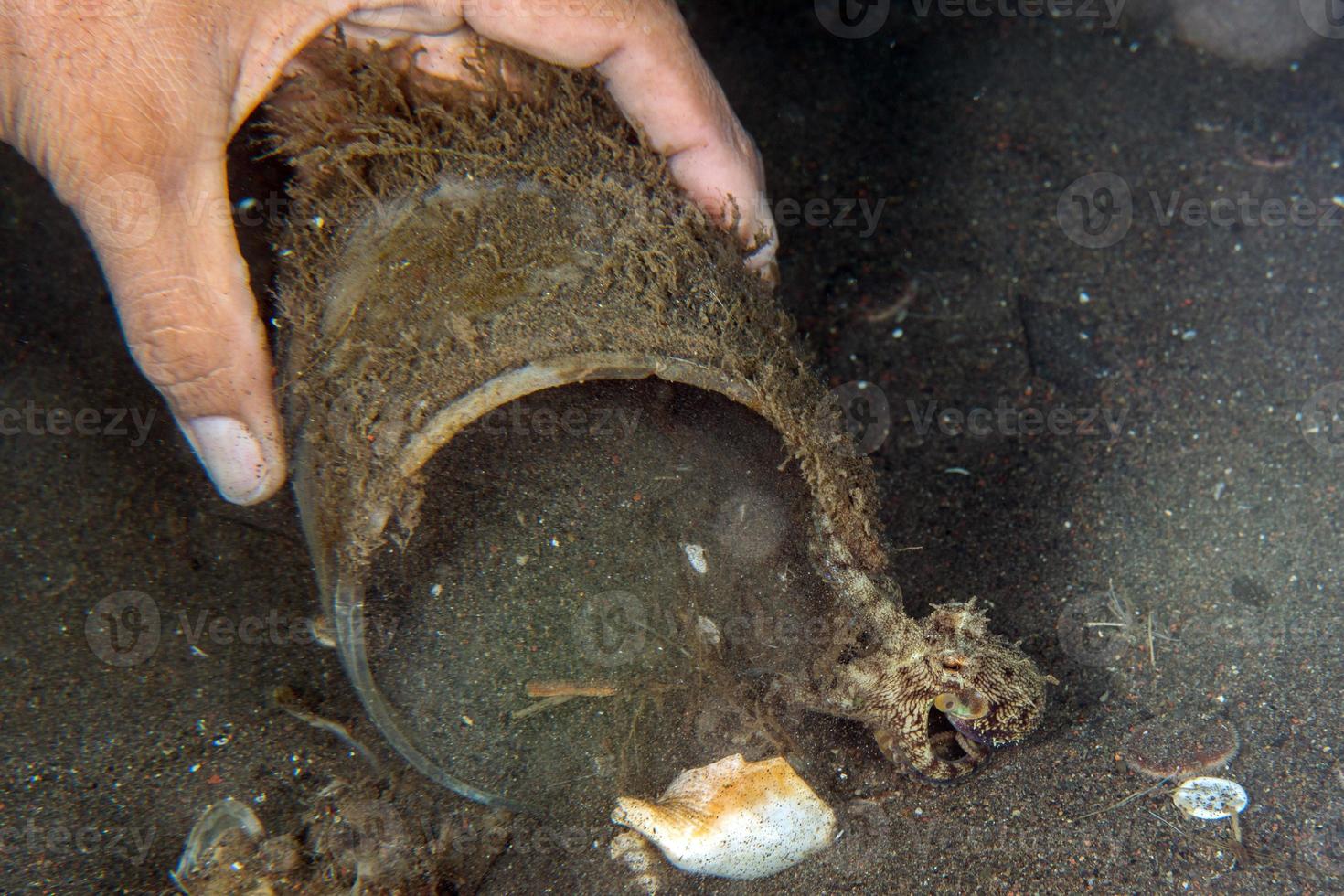 coconut octopus underwater portrait hiding in sand photo