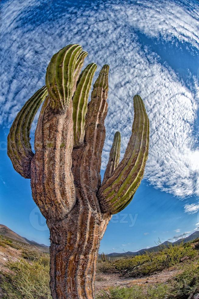 cactus gigante del desierto de california de cerca foto