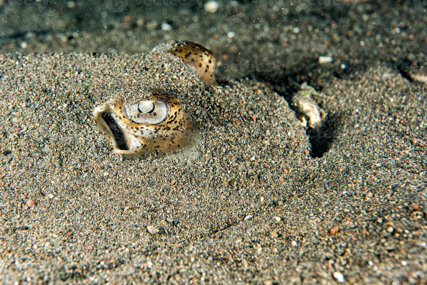 parsnip stingray fish eye detail close up photo