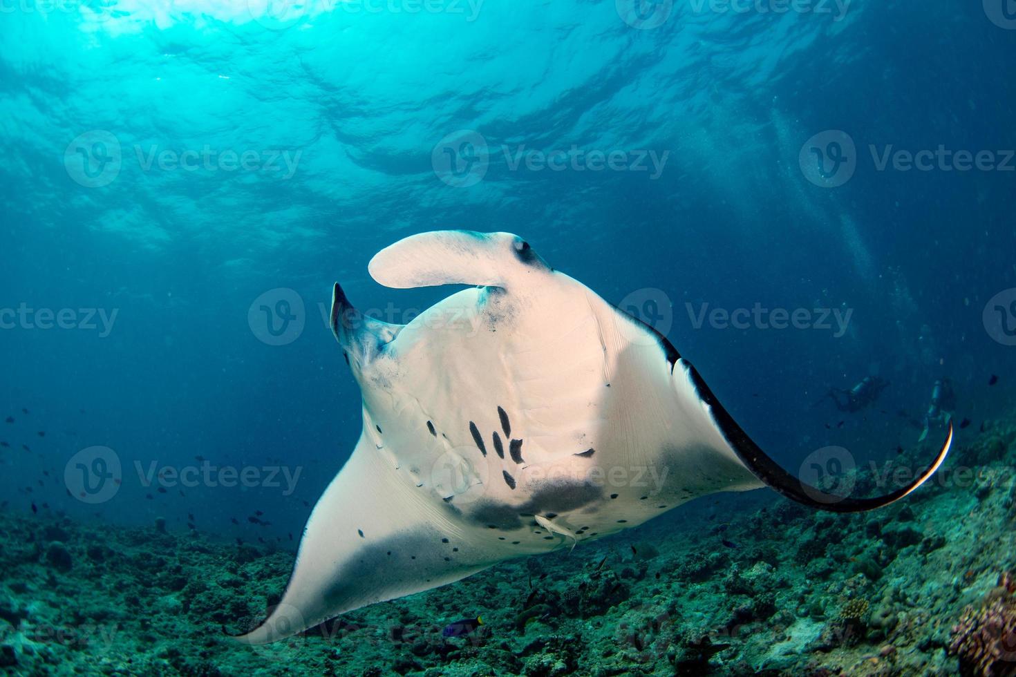 Manta in the blue ocean background portrait photo