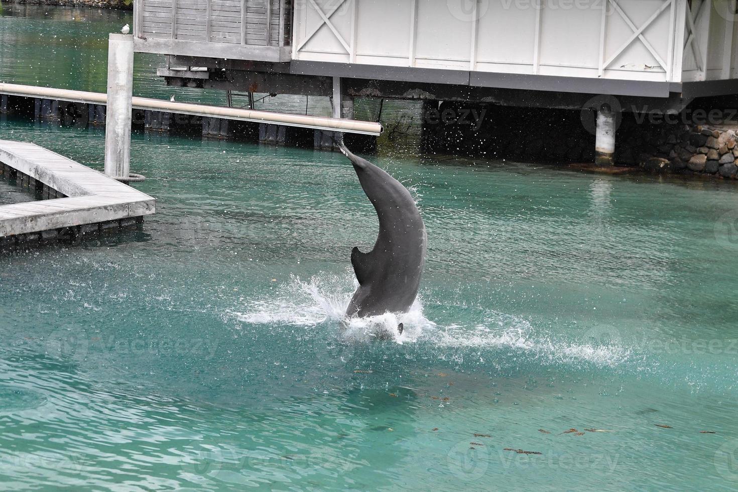 common dolphin jumping outside polynesia bungalow photo