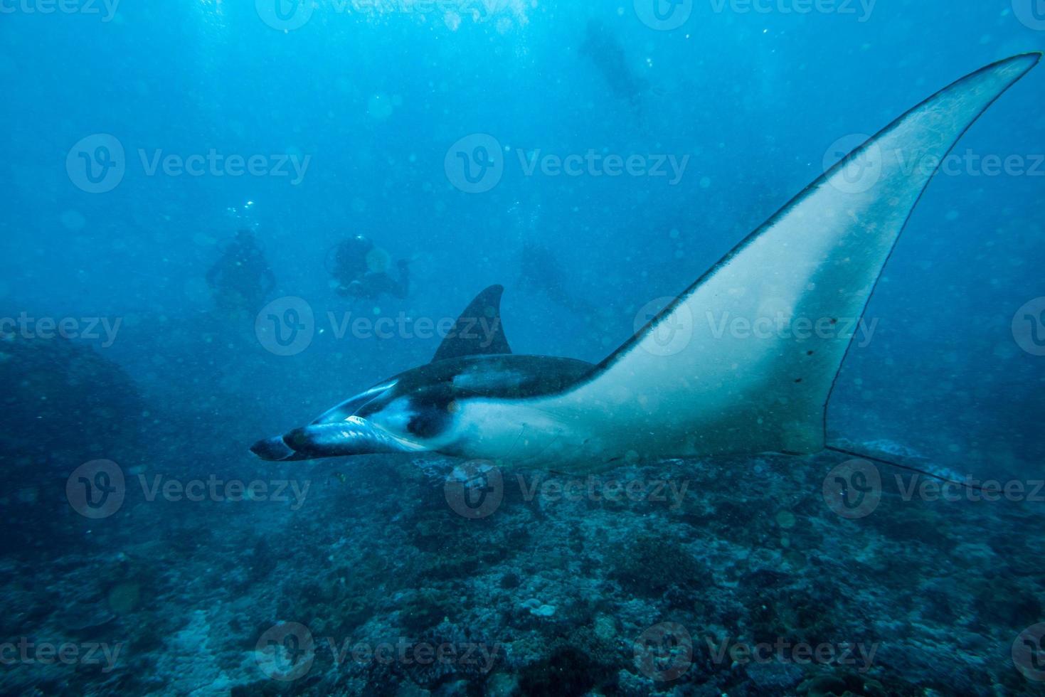 nusa penida bali manta raya cerrar retrato foto