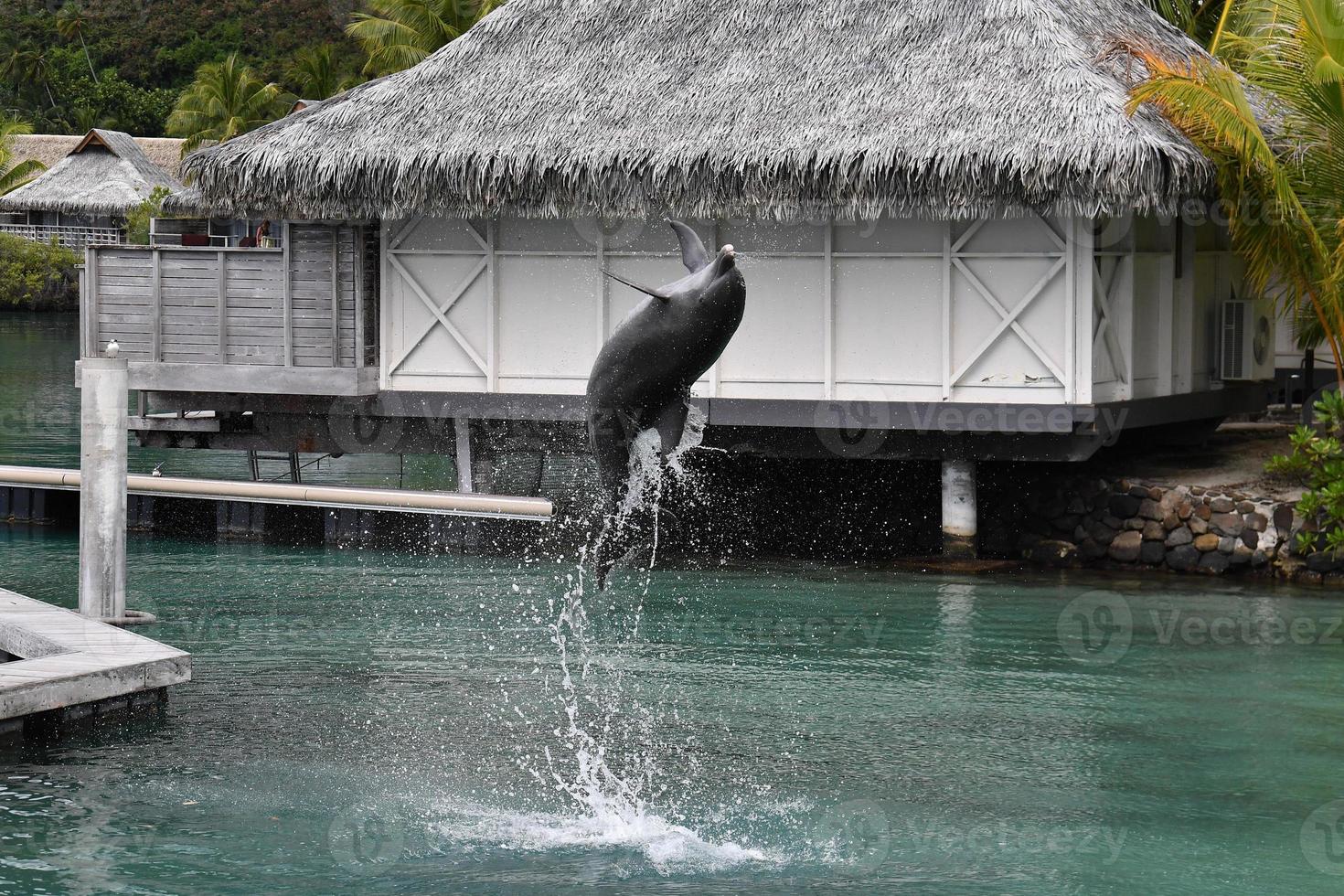 Delfín común saltando fuera del bungalow polinesia foto