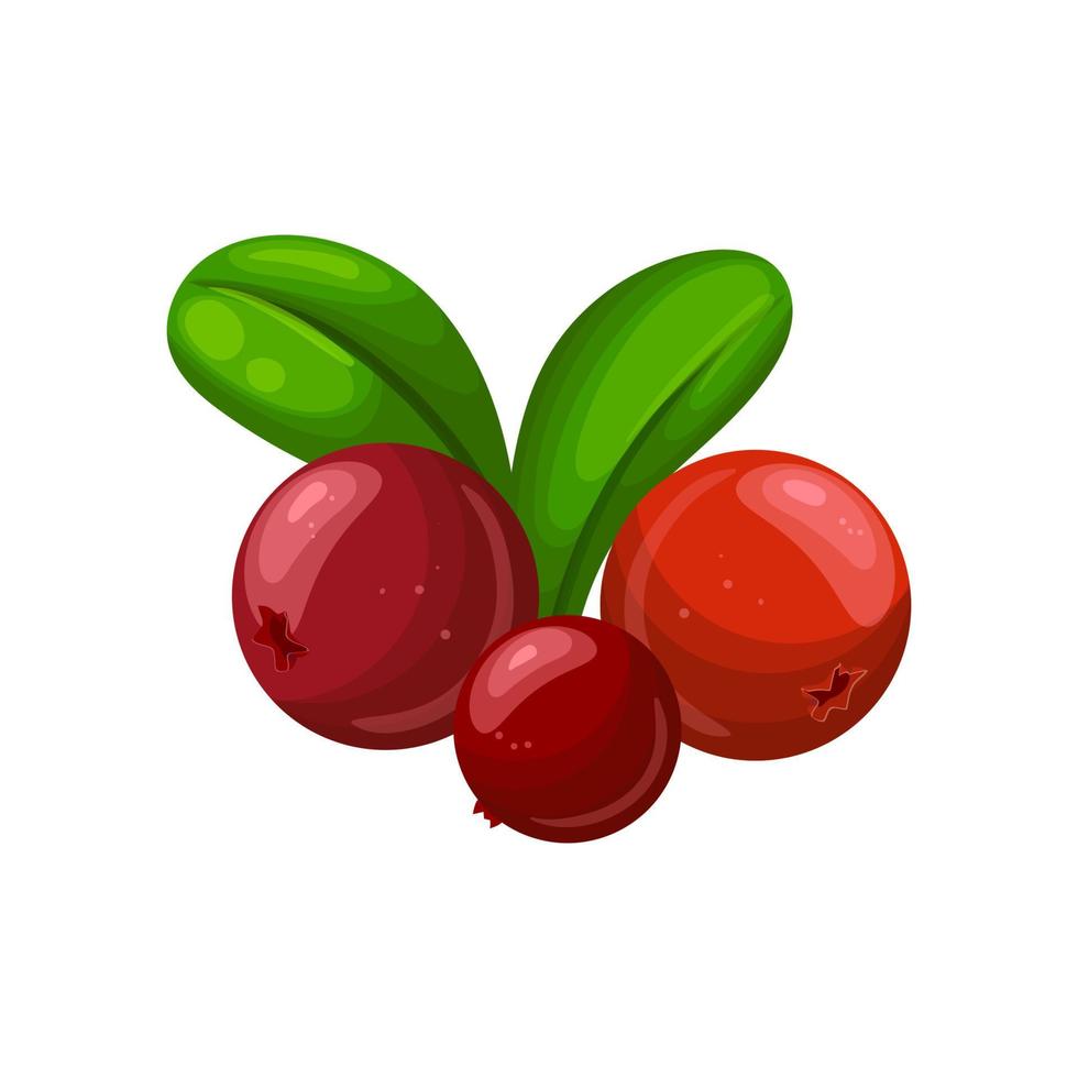 cranberry food cartoon vector illustration