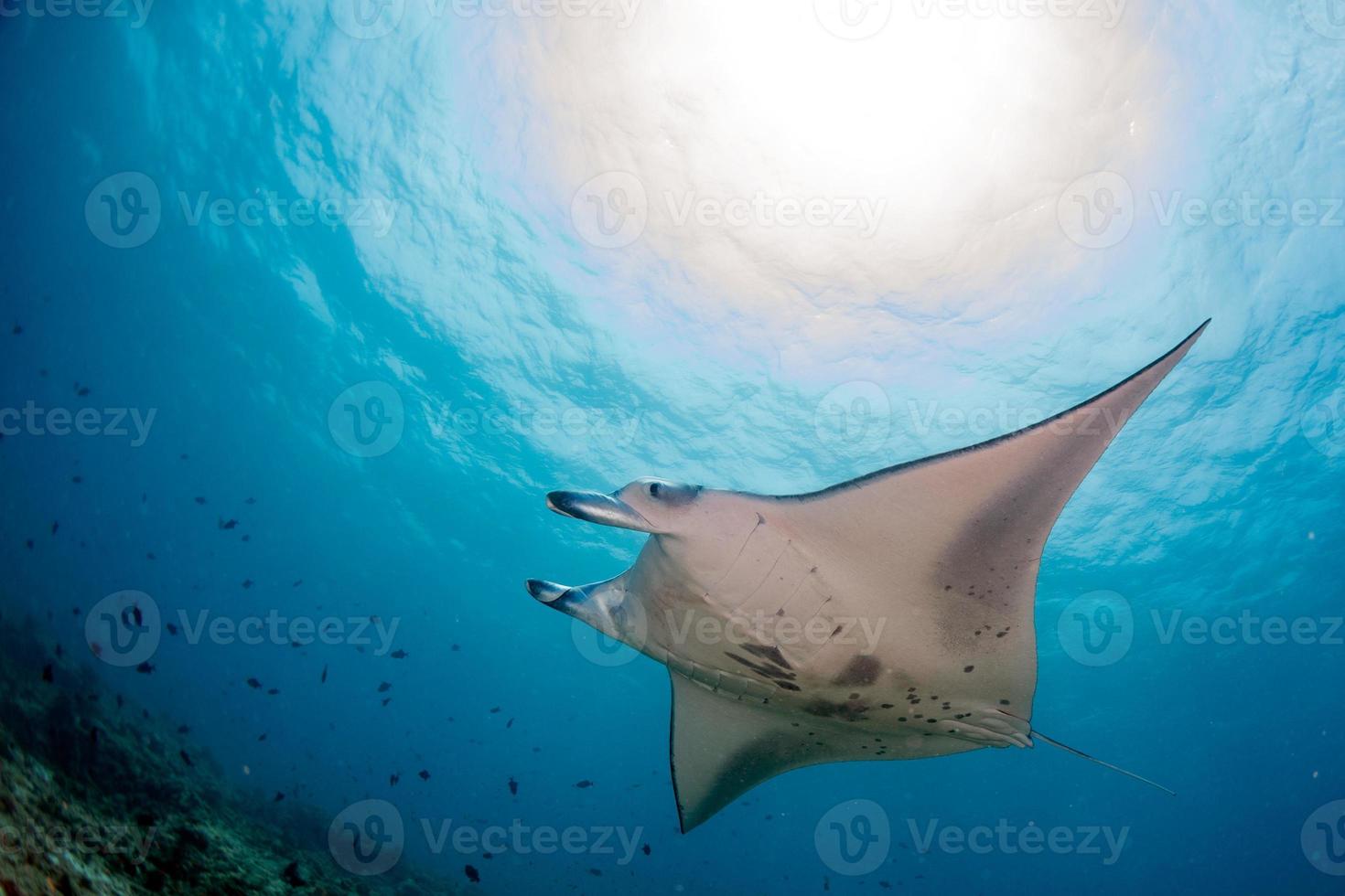 Manta in the blue ocean background portrait photo