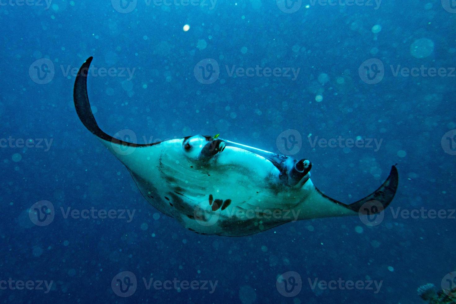 Nusa Penida Bali Manta ray close up portrait photo