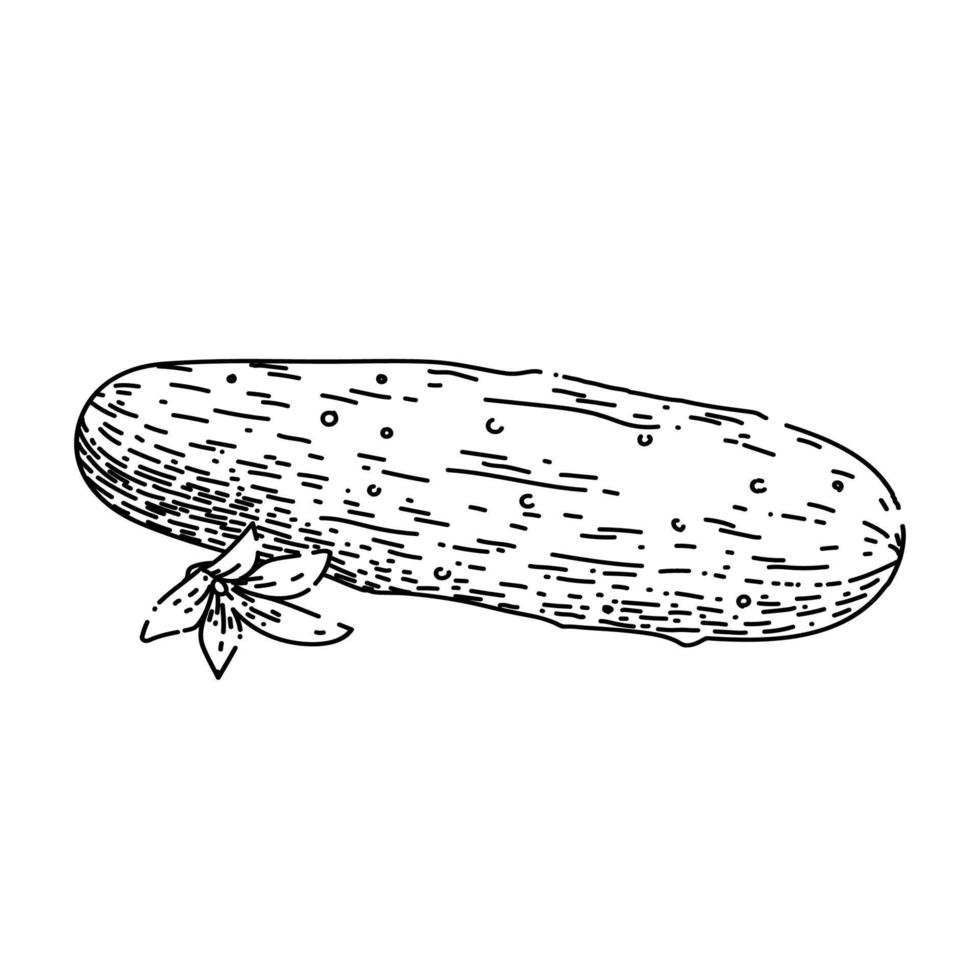 cucumber vegetable sketch hand drawn vector