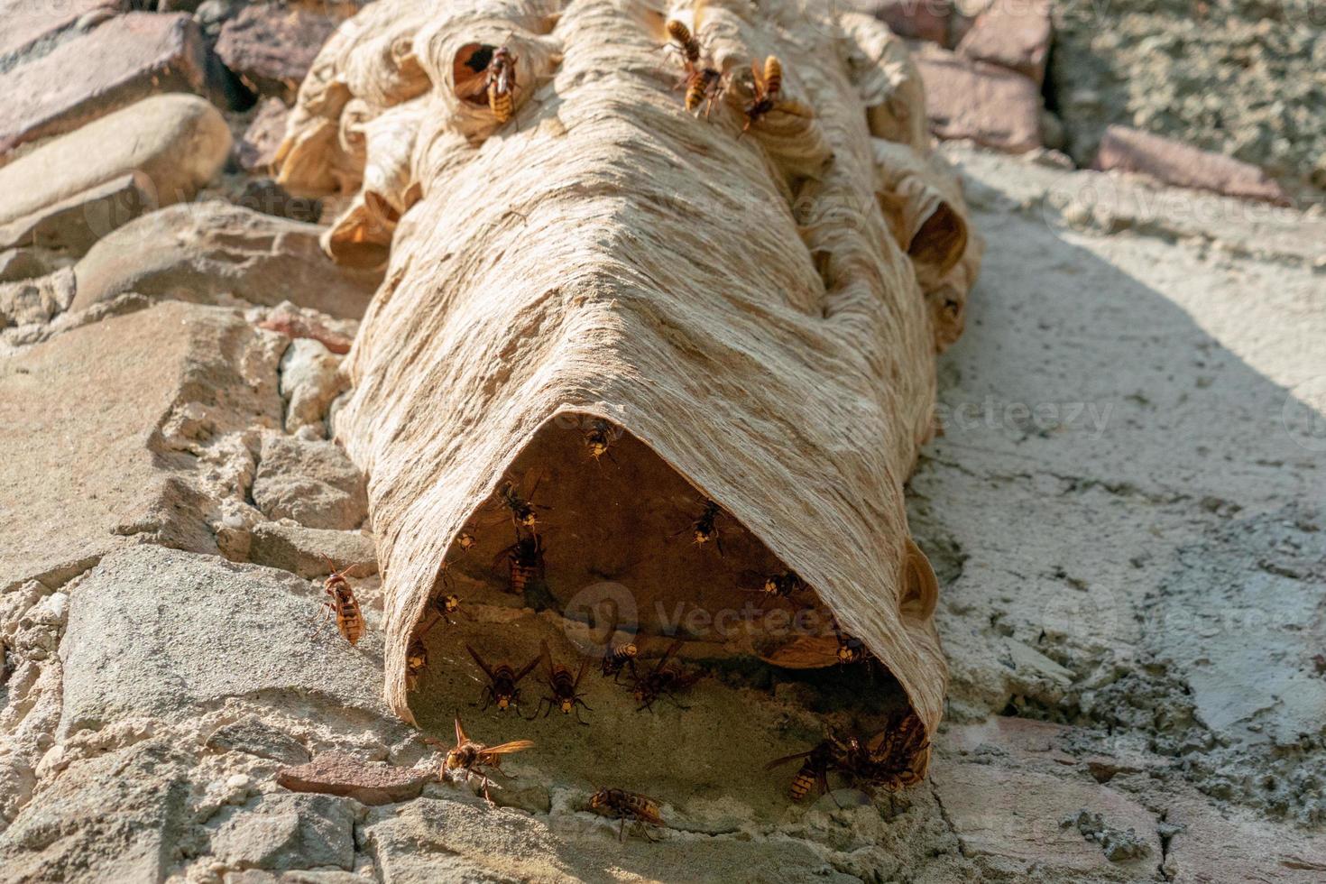 Big wasp nest on old wall photo
