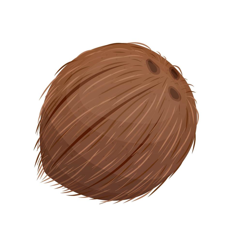 brown coconut fruit cartoon vector illustration
