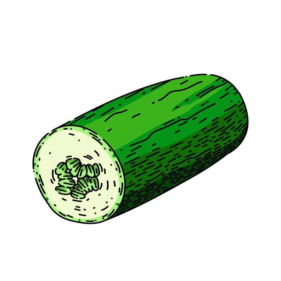 cucumber cut sketch hand drawn vector