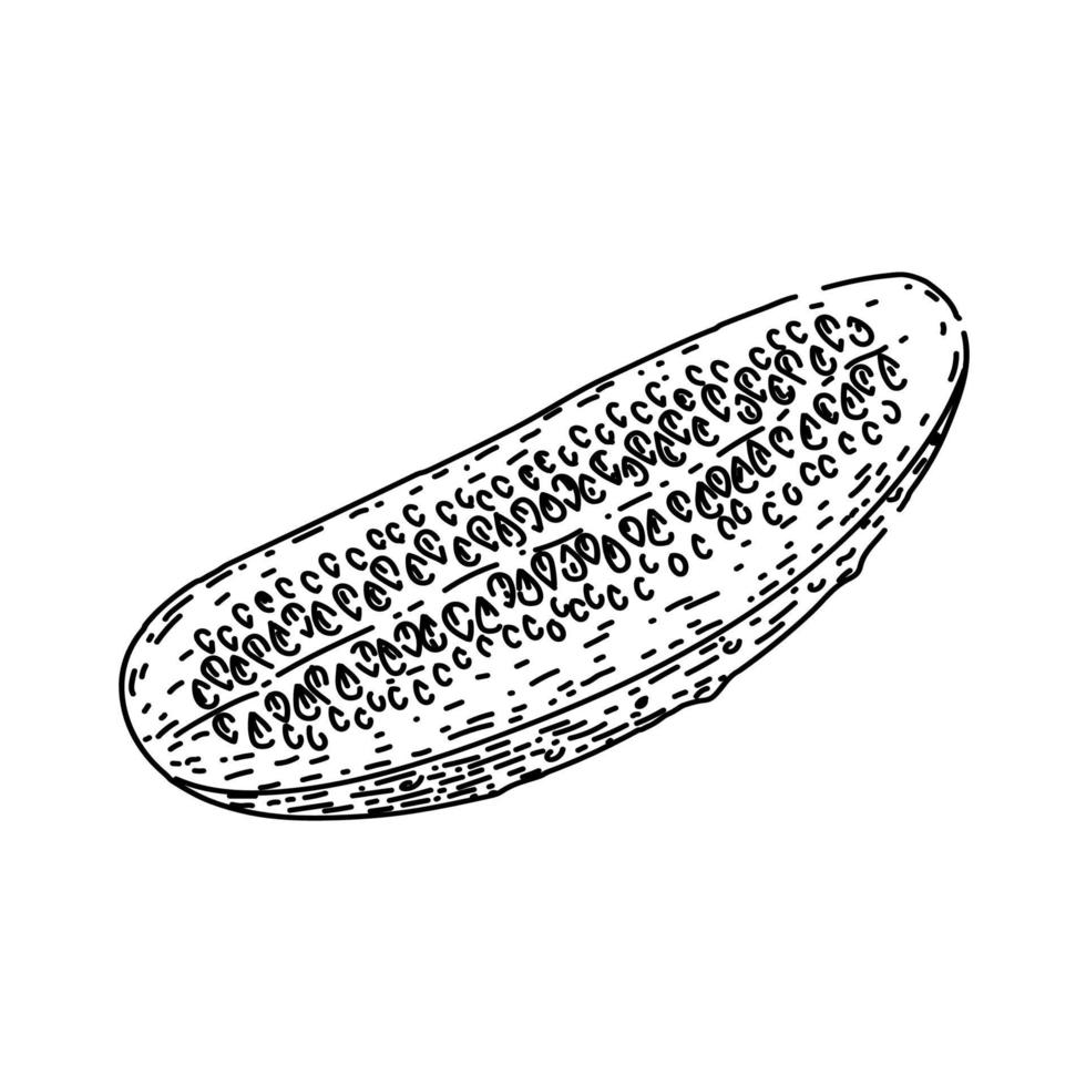 cucumber cut sketch hand drawn vector