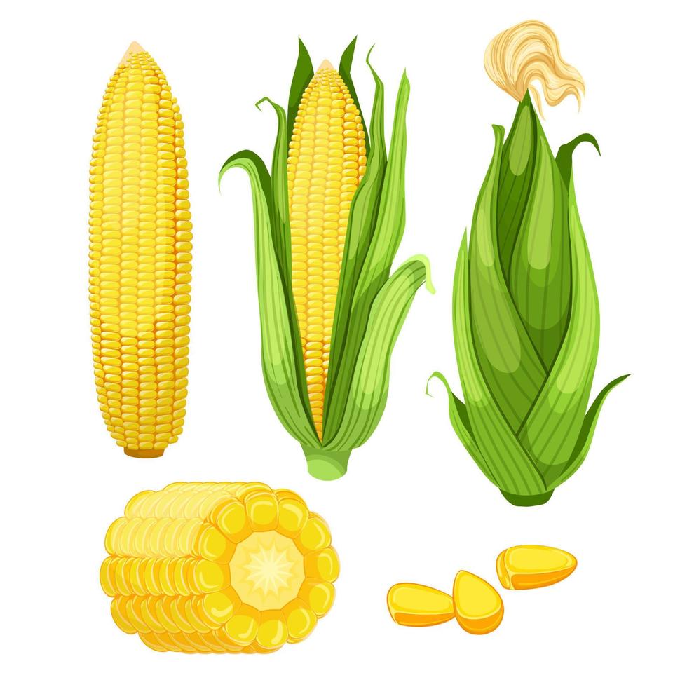 corn maize set cartoon vector illustration