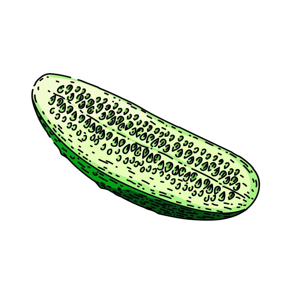 cucumber cut sketch hand drawn vector