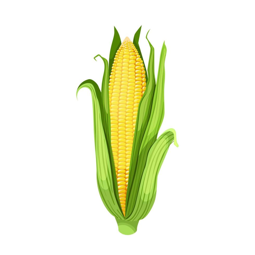 corn maize cartoon vector illustration