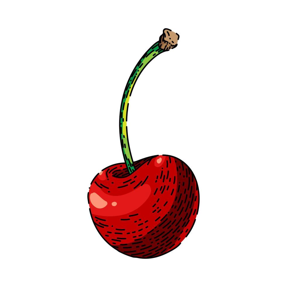 cherry red sketch hand drawn vector