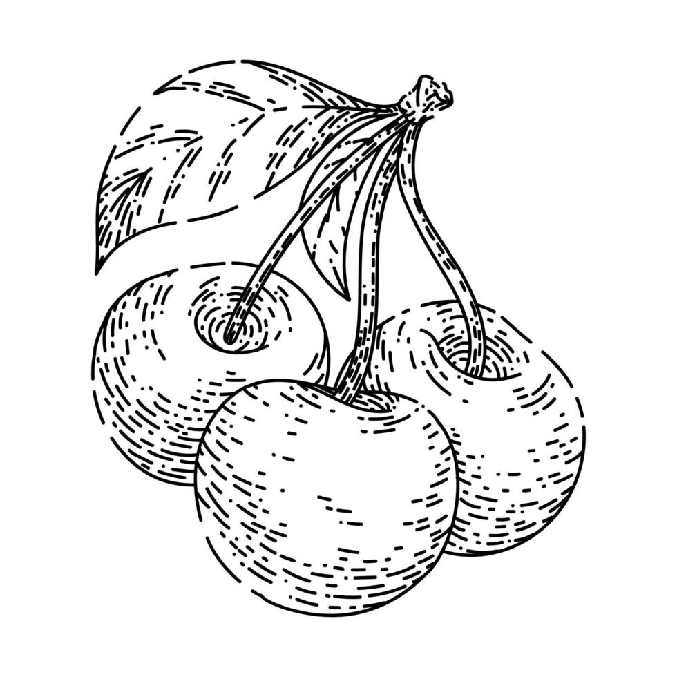 cherry branch sketch hand drawn vector