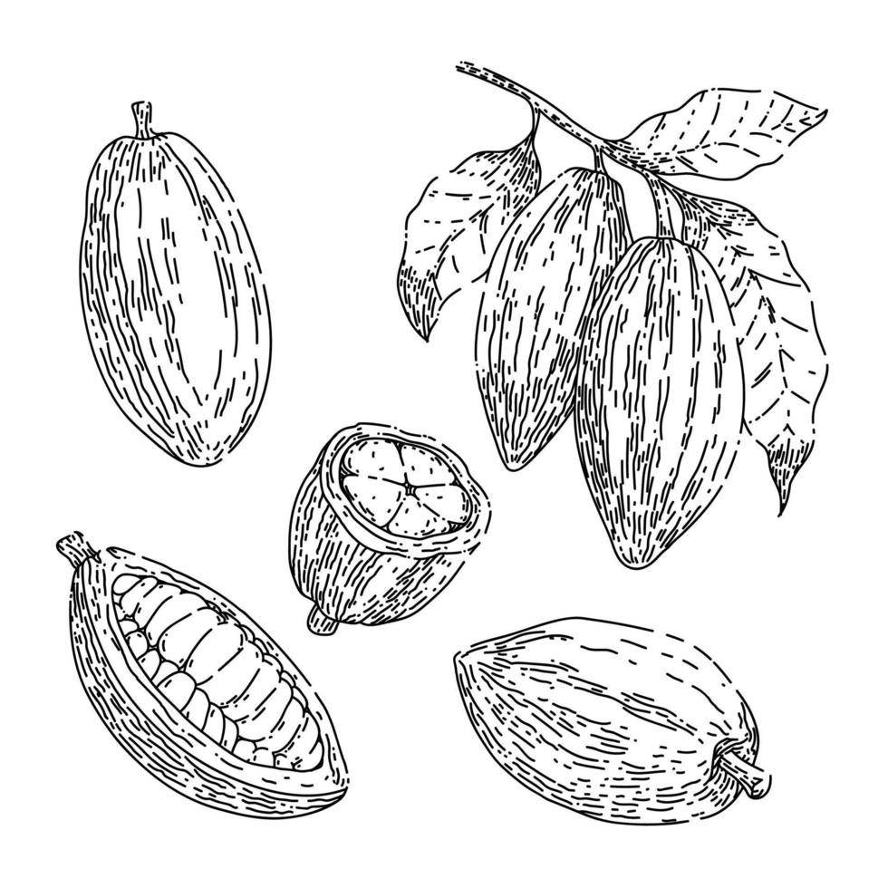 cocoa chocolate set sketch hand drawn vector