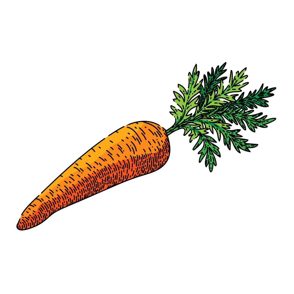 carrot plant sketch hand drawn vector 17420443 Vector Art at Vecteezy