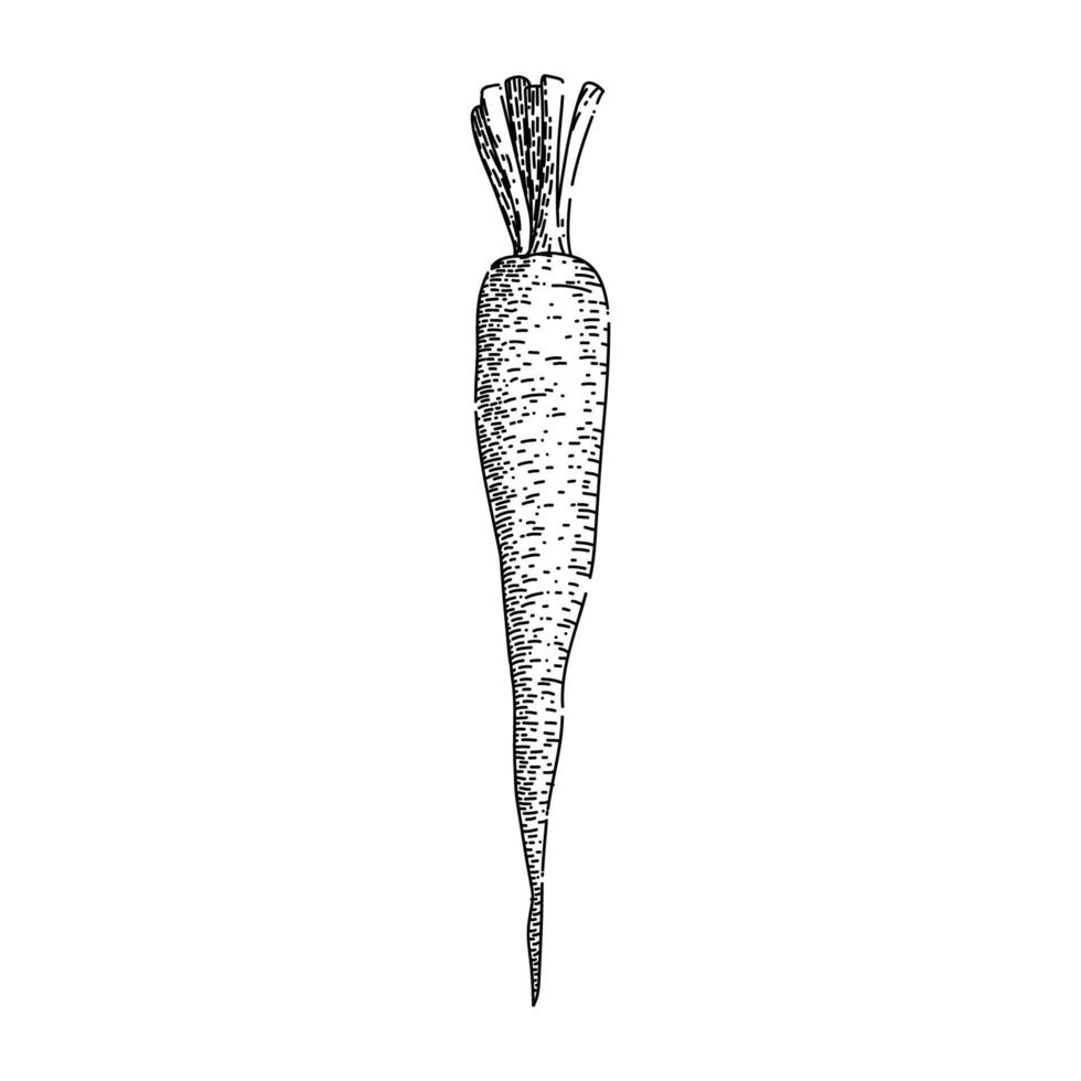 carrot food sketch hand drawn vector