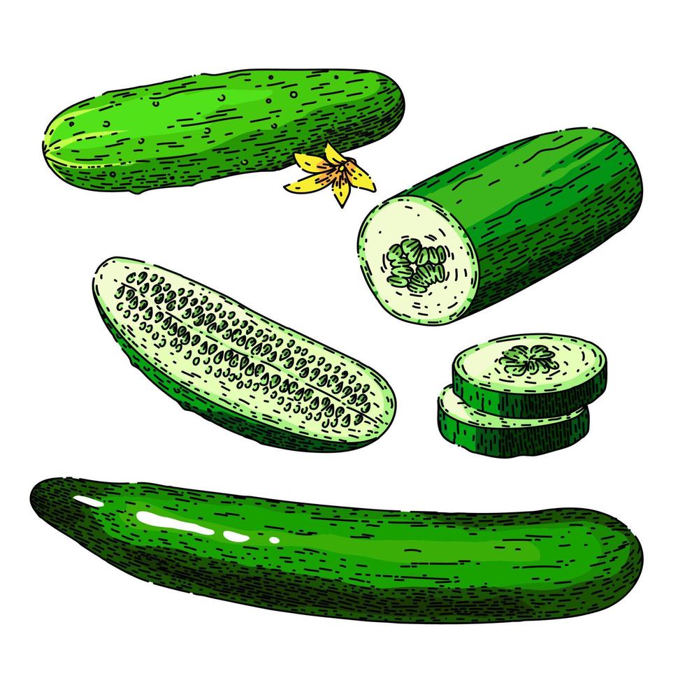 cucumber green set sketch hand drawn vector