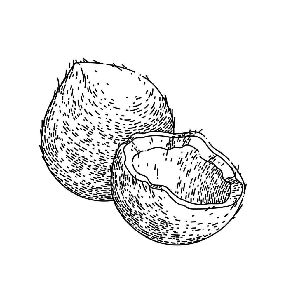 coco cut sketch hand drawn vector