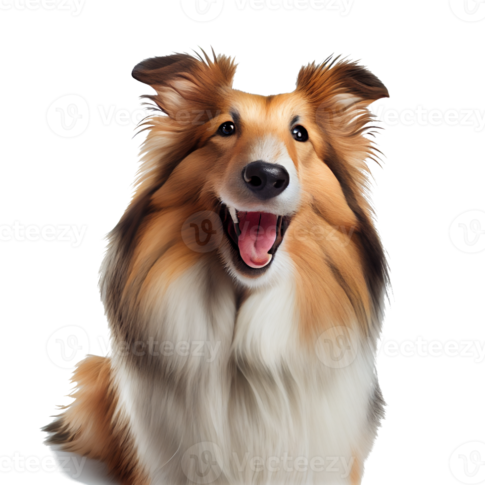 portret van een hond png