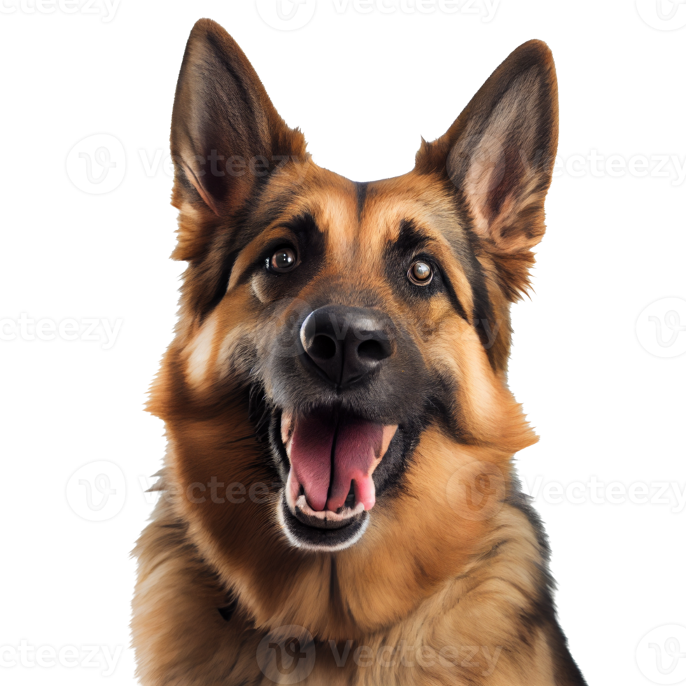 portret van een hond png