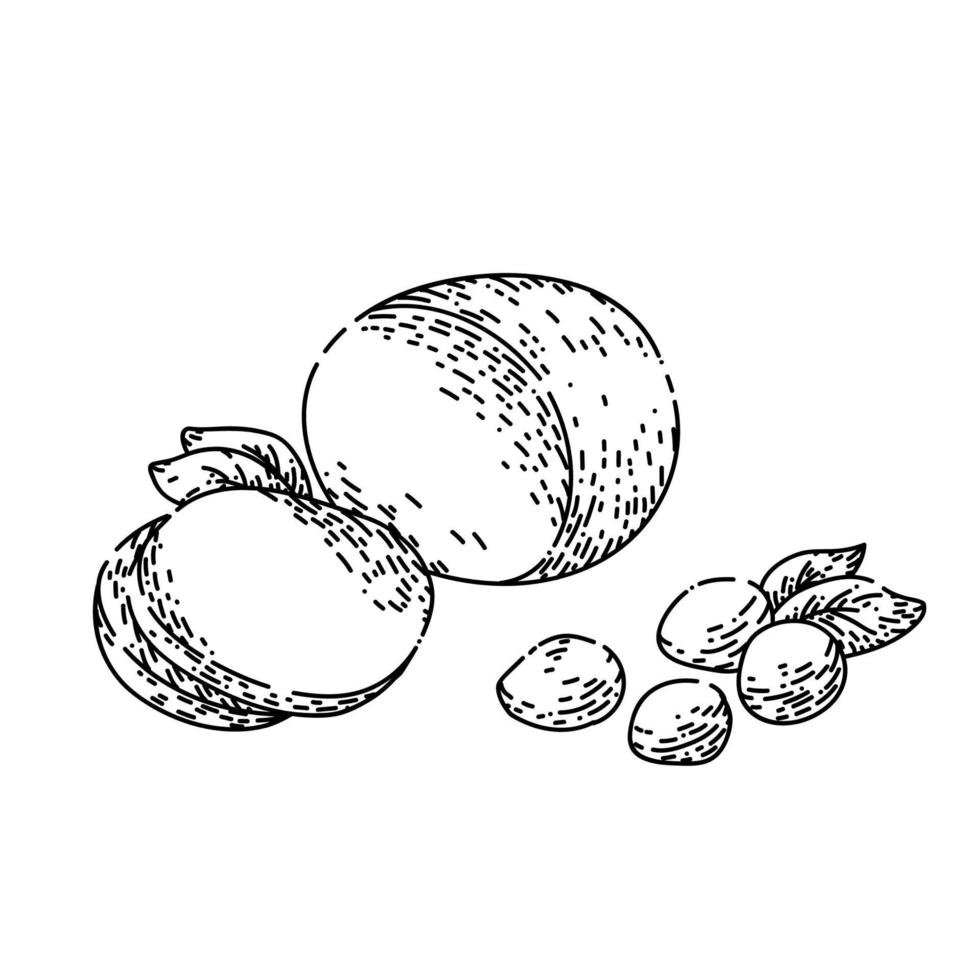 mozzarella cheese sketch hand drawn vector
