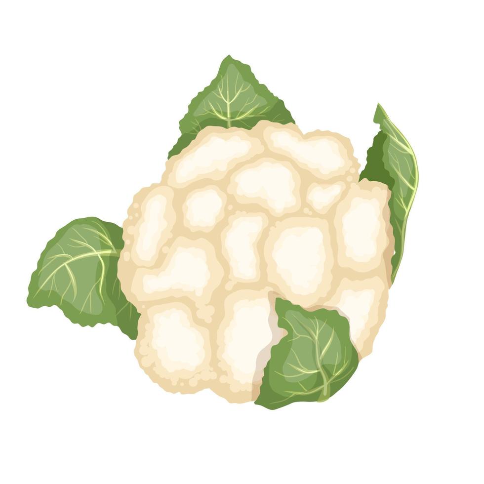 cauliflower vegetable cartoon vector illustration