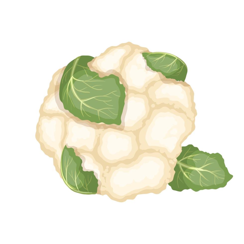 cauliflower vegetable cartoon vector illustration